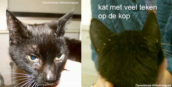 Teken bij de kat. Foto Dierenkliniek Wilhelminapark utrecht